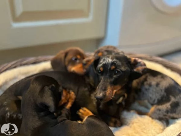 Splendidi cuccioli di Bassotto Nano | Foto 0