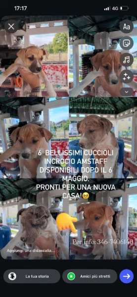 Regalo cuccioli incrocio di Amstaff 