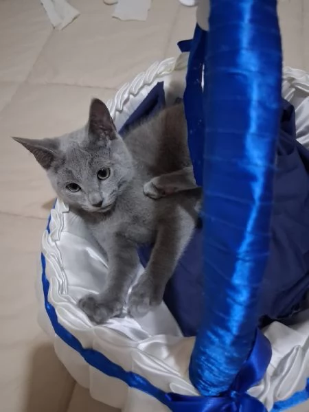 Gattini di blu di russia | Foto 2