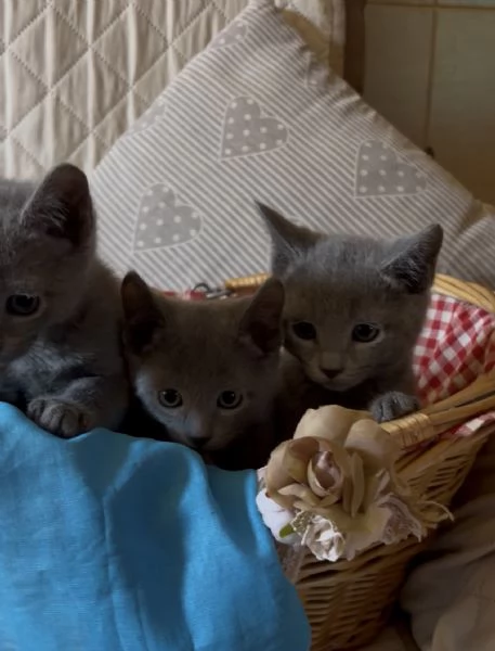 Gattini di blu di russia