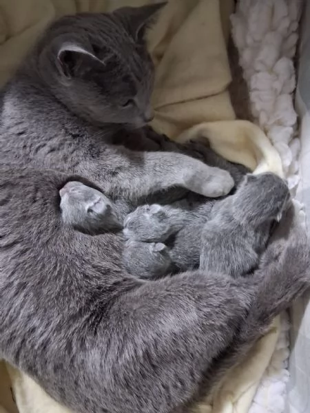 Gattini di blu di russia | Foto 1