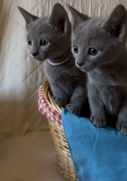 Gattini di blu di russia | Foto 0