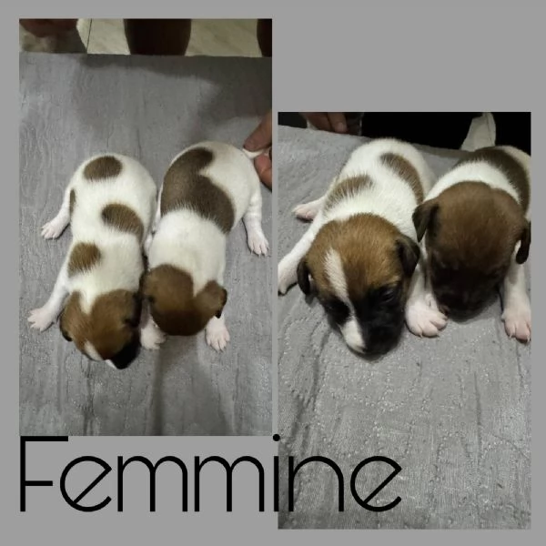 Jack Russell terrier  | Foto 4