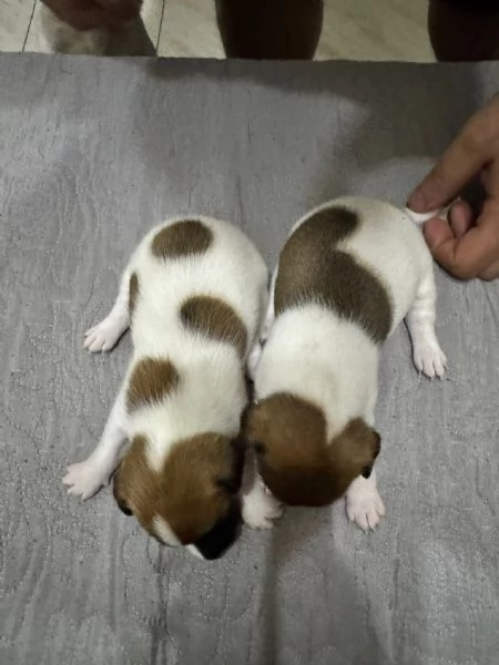 Jack Russell terrier  | Foto 3