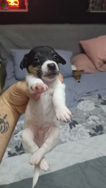 Jack Russell terrier  | Foto 2