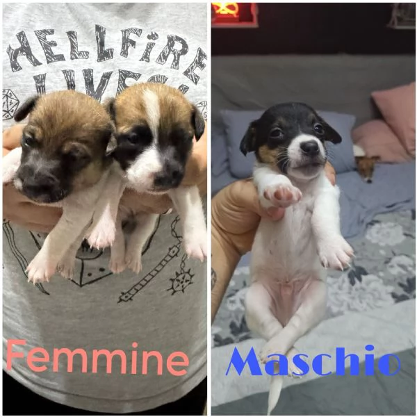 Jack Russell terrier 