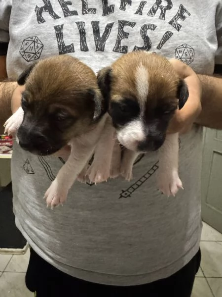 Jack Russell terrier  | Foto 0
