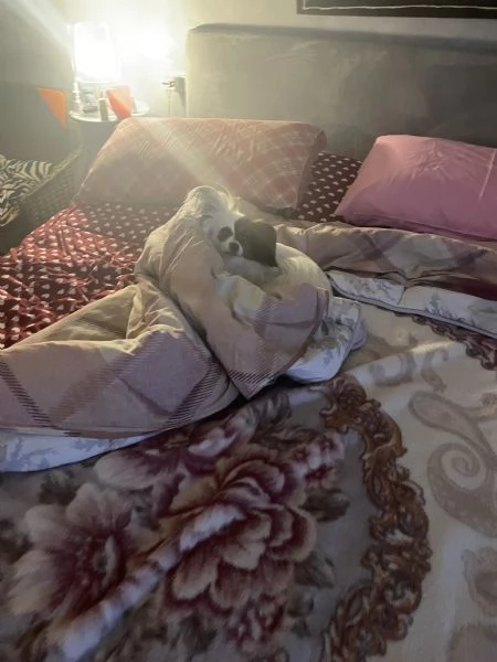 Papilllon femmina adulta 