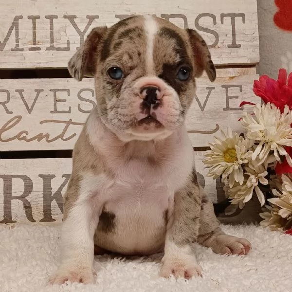 Bellissimi cuccioli di Bouldgue Francese
