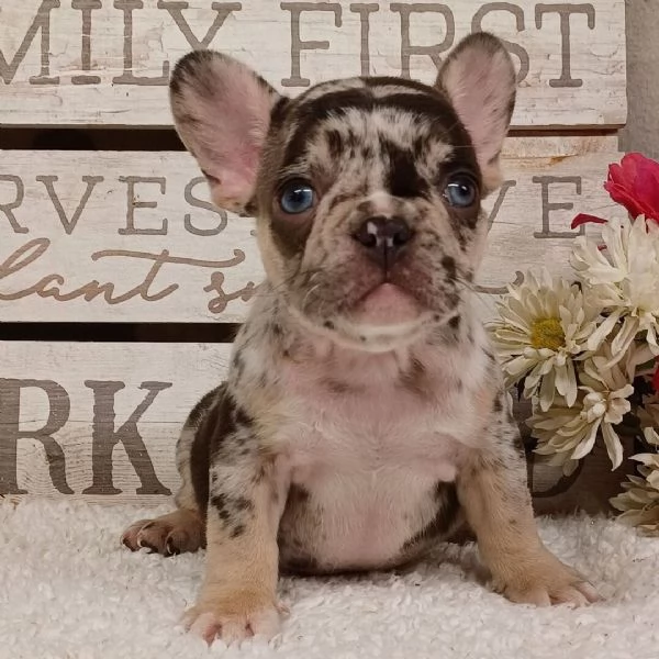 Bellissimi cuccioli di Bouldgue Francese | Foto 0