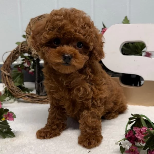 Bellissimi cuccioli di Barboncino