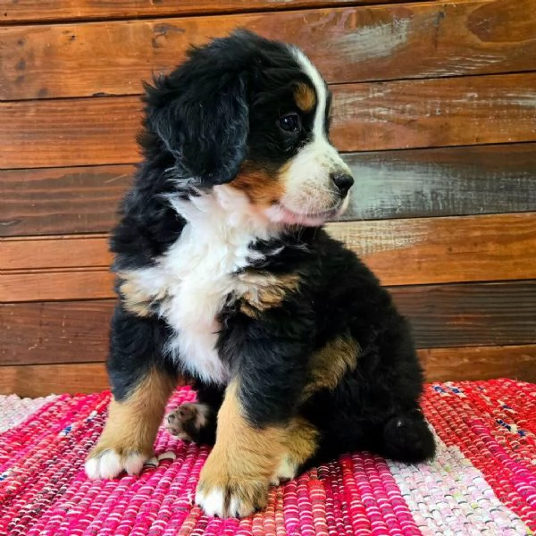 Cuccioli di Bovaro del bernese | Foto 0