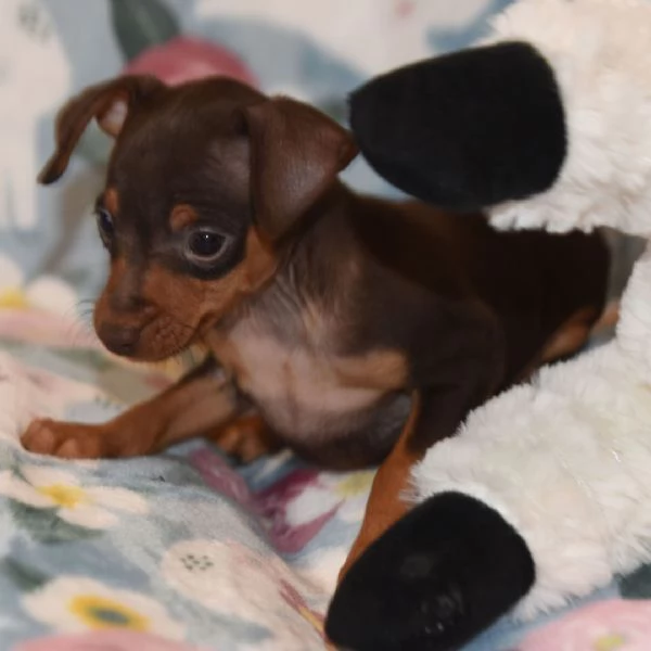 Bellissimi cuccioli di Pinscher | Foto 0
