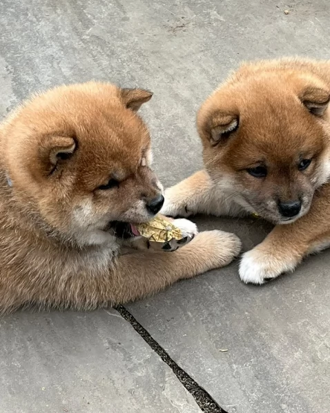 meravigliosi shiba inudi razza pura taglia picola per adozione | Foto 0