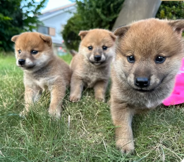 meravigliosi shiba inu di razza pura taglia picola per adozione | Foto 2