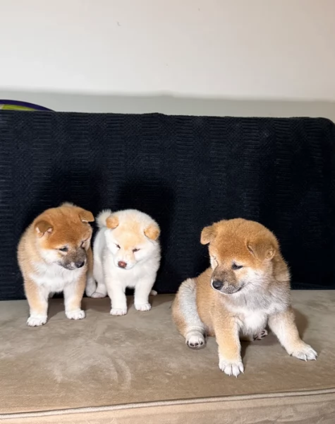 meravigliosi shiba inu di razza pura taglia picola per adozione | Foto 3