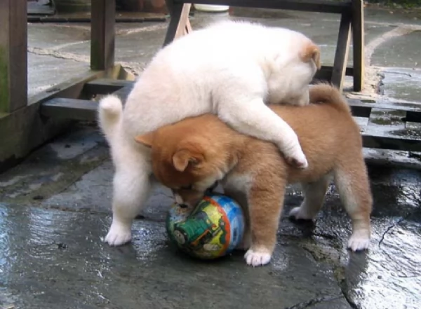 meravigliosi shiba inu di razza pura taglia picola per adozione | Foto 2