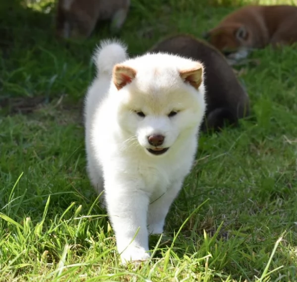 meravigliosi shiba inu di razza pura taglia picola per adozione