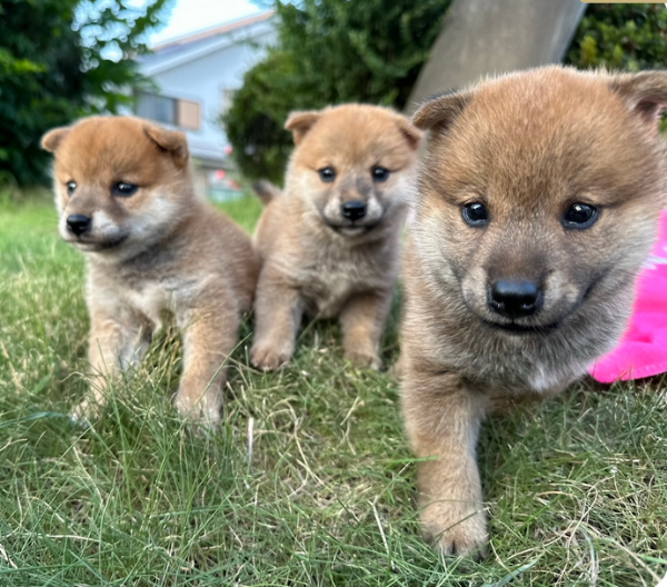 meravigliosi shiba inu di razza pura taglia picola per adozione