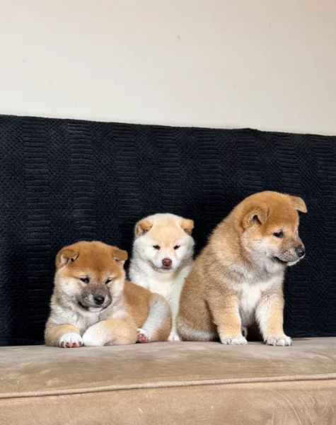 meravigliosi shiba inu di razza pura taglia picola per adozione | Foto 0