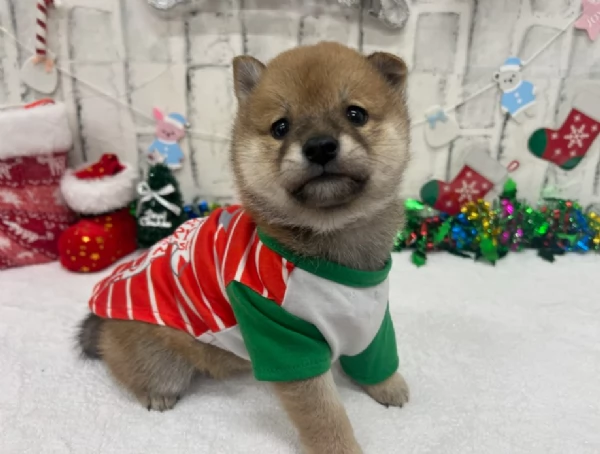 meravigliosi shiba inu di razza pura taglia picola per adozione | Foto 3