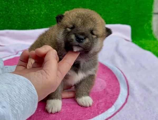 meravigliosi shiba inu di razza pura taglia picola per adozione | Foto 1