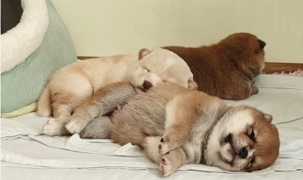 meravigliosi shiba inu di razza pura taglia picola per adozione | Foto 4