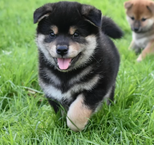 meravigliosi shiba inu di razza pura taglia picola per adozione | Foto 3