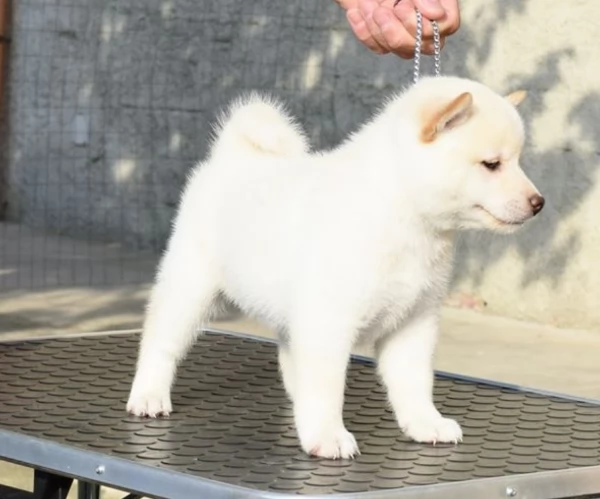 meravigliosi shiba inu di razza pura taglia picola per adozione | Foto 4