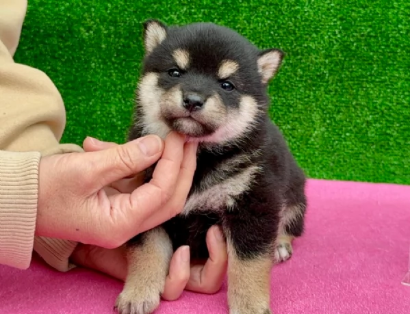 meravigliosi shiba inu di razza pura taglia picola per adozione