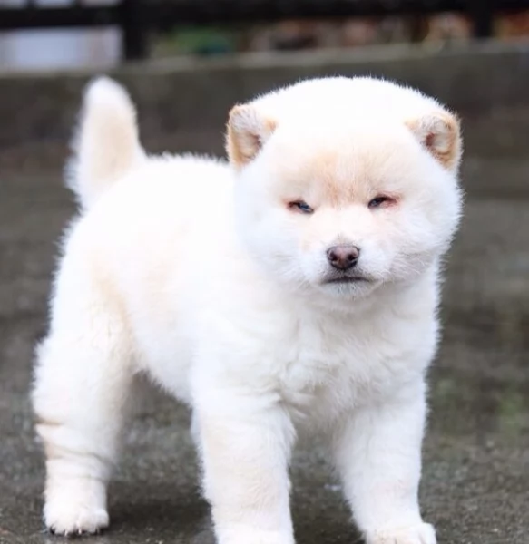 meravigliosi shiba inu di razza pura taglia picola per adozione | Foto 2