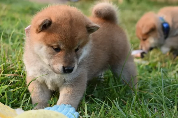 meravigliosi shiba inu di razza pura taglia picola per adozione | Foto 5