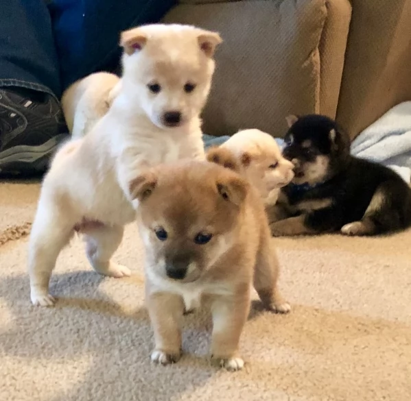 meravigliosi shiba inu di razza pura taglia picola per adozione