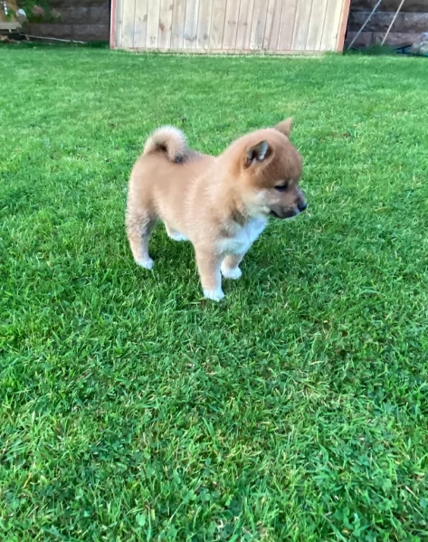 meravigliosi shiba inu di razza pura taglia picola per adozione | Foto 4