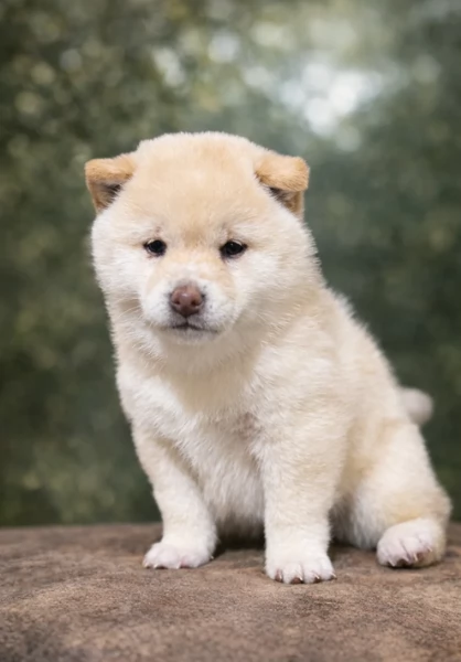 meravigliosi shiba inu di razza pura taglia picola per adozione | Foto 3
