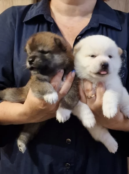 meravigliosi shiba inu di razza pura taglia picola per adozione | Foto 2