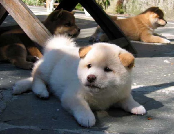 meravigliosi shiba inu di razza pura taglia picola per adozione | Foto 2
