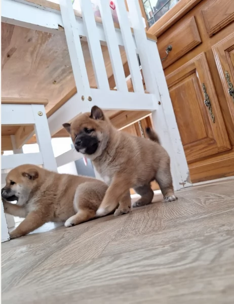 meravigliosi shiba inu di razza pura taglia picola per adozione | Foto 1