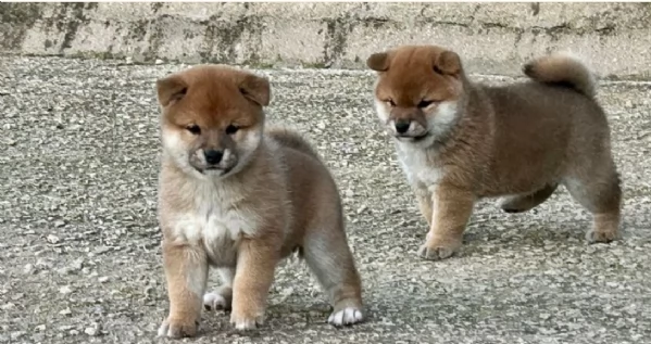 meravigliosi shiba inu di razza pura taglia picola per adozione | Foto 1