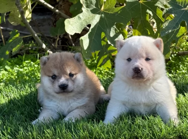 meravigliosi shiba inu di razza pura taglia picola per adozione