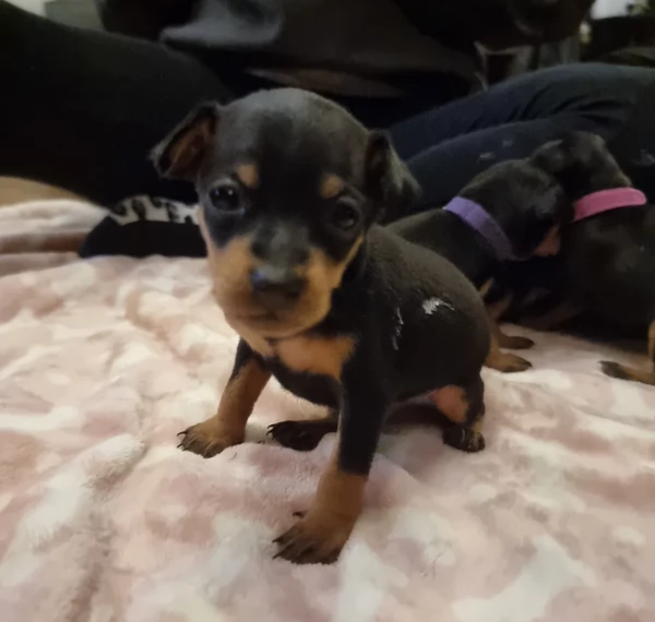 meravigliosi cuccioli PINSCHER per adozione | Foto 4