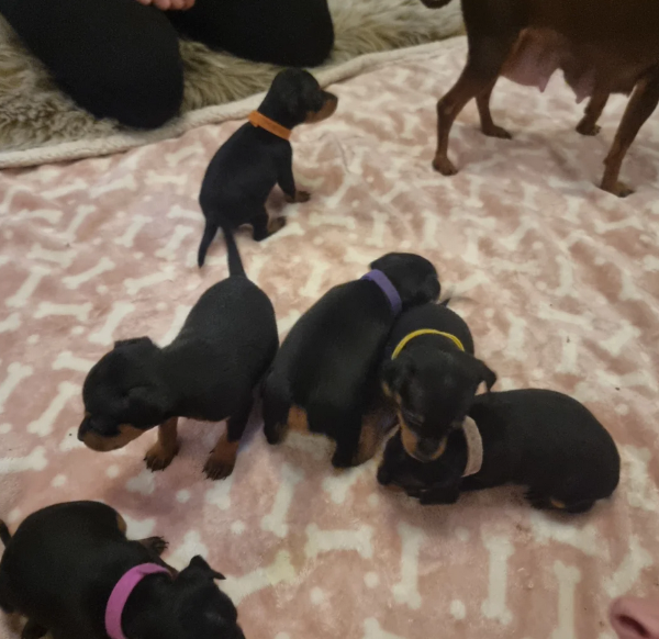 meravigliosi cuccioli PINSCHER per adozione | Foto 3