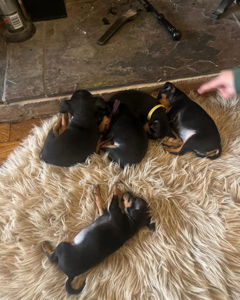 meravigliosi cuccioli PINSCHER per adozione | Foto 2