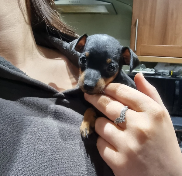 meravigliosi cuccioli PINSCHER per adozione