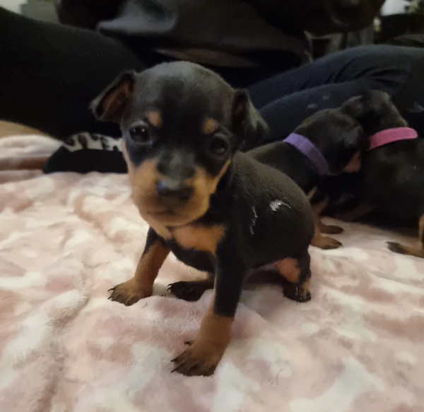 meravigliosi cuccioli PINSCHER per adozione | Foto 1