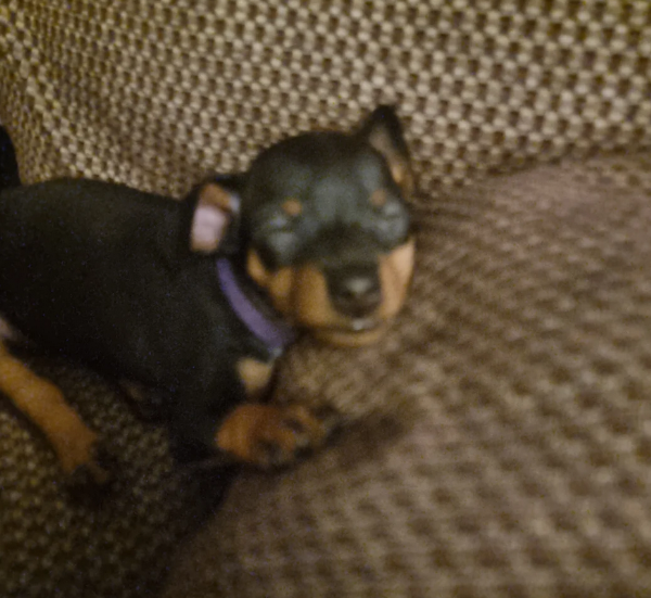 meravigliosi cuccioli PINSCHER per adozione | Foto 0