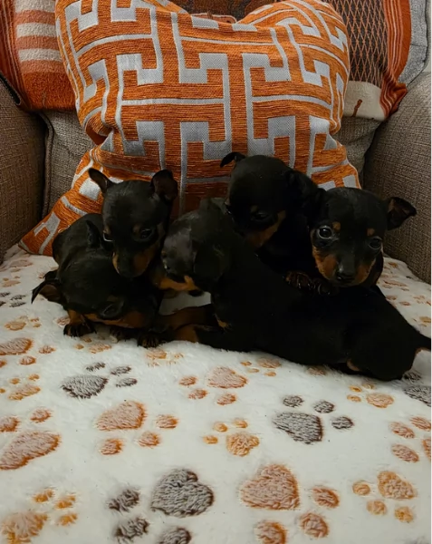 meravigliosi cuccioli PINSCHER per adozione | Foto 2
