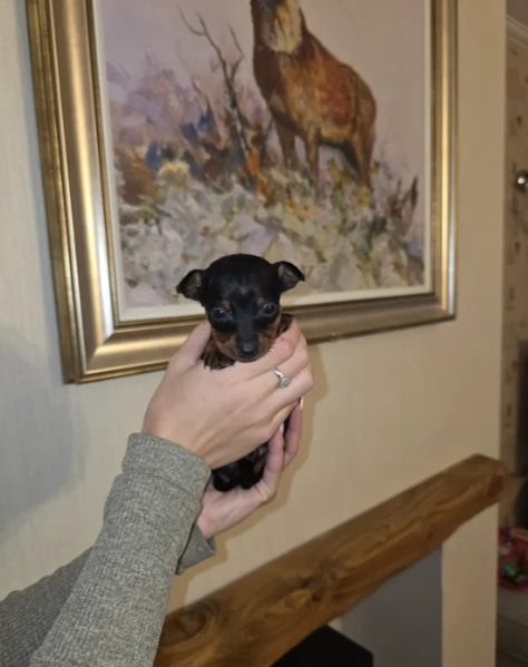 meravigliosi cuccioli PINSCHER per adozione | Foto 1