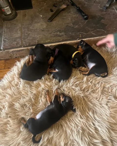 meravigliosi cuccioli PINSCHER per adozione