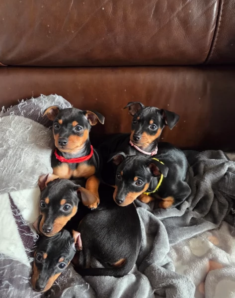 meravigliosi cuccioli PINSCHER per adozione